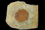 Fossil Leaf (Zizyphoides) - Montana #115244-1